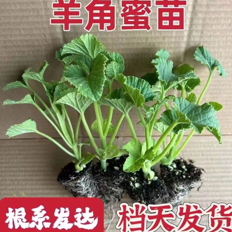 羊角蜜秧苗