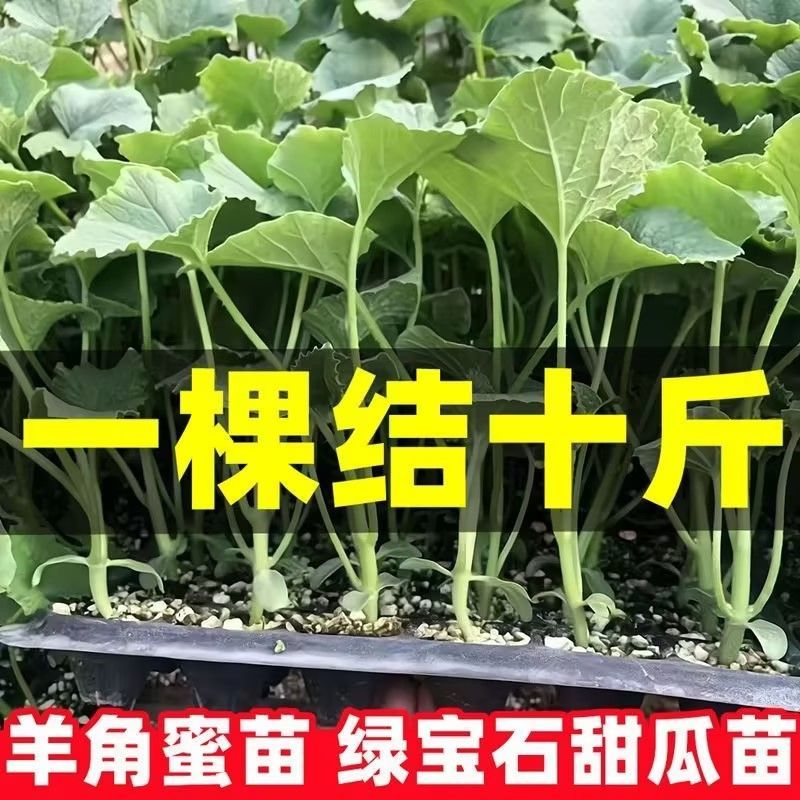 羊角蜜秧苗
