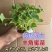 羊角蜜秧苗