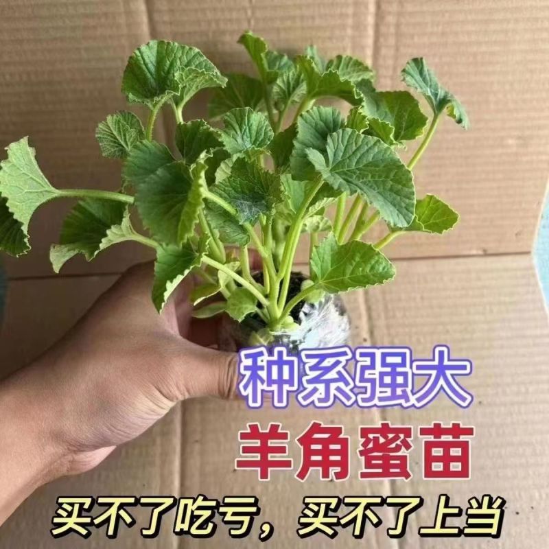 羊角蜜秧苗