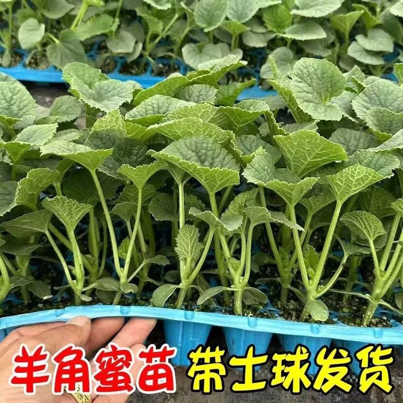 羊角蜜秧苗