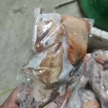 7两以上鸽子有货