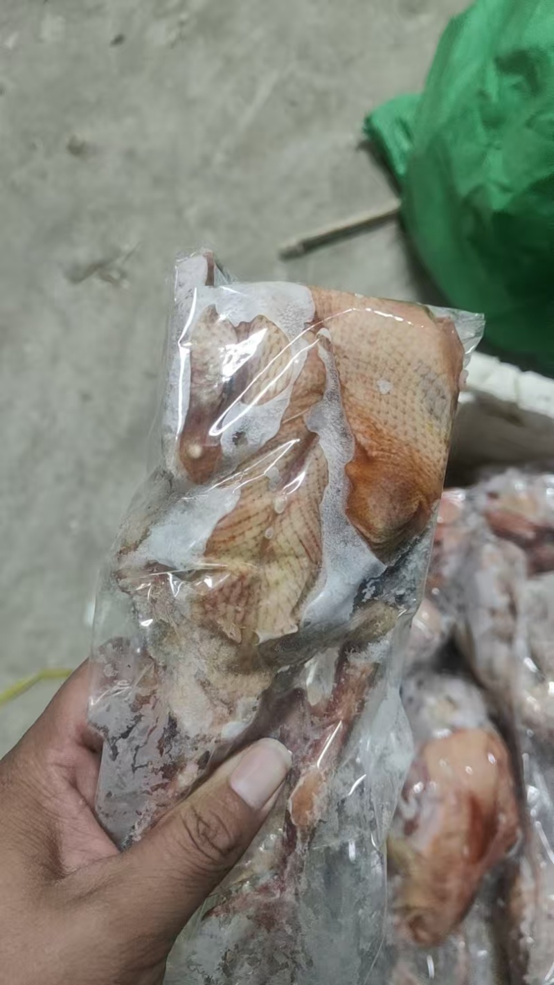 7两以上鸽子有货