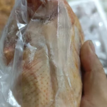 9两以上鸽子有货