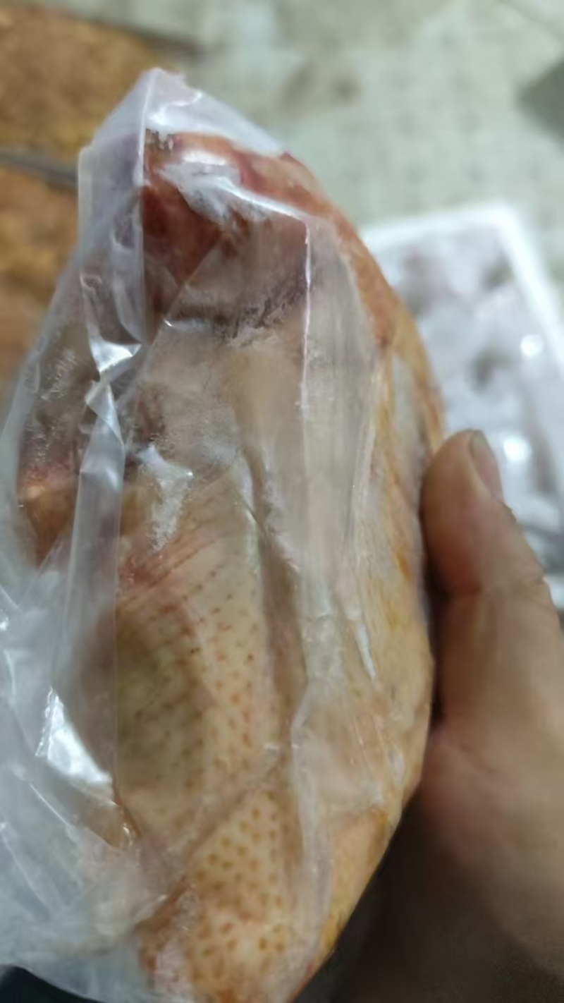 9两以上鸽子有货