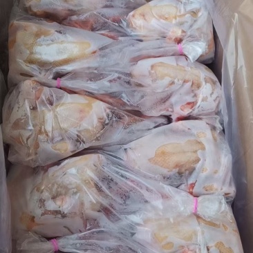 鸽子各种规格大量有货，需要联系，***********