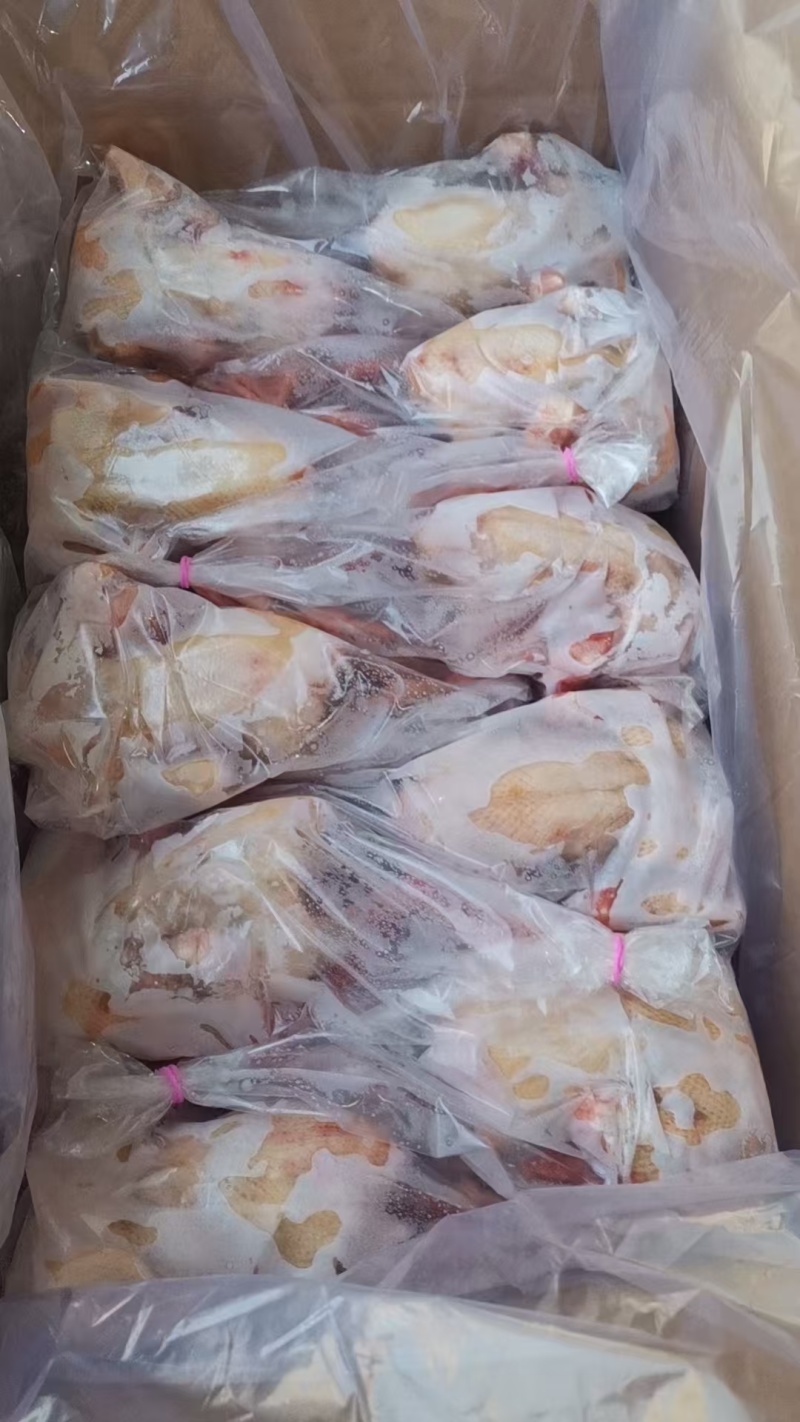 鸽子各种规格大量有货，需要联系，***********