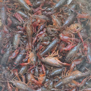 小龙虾