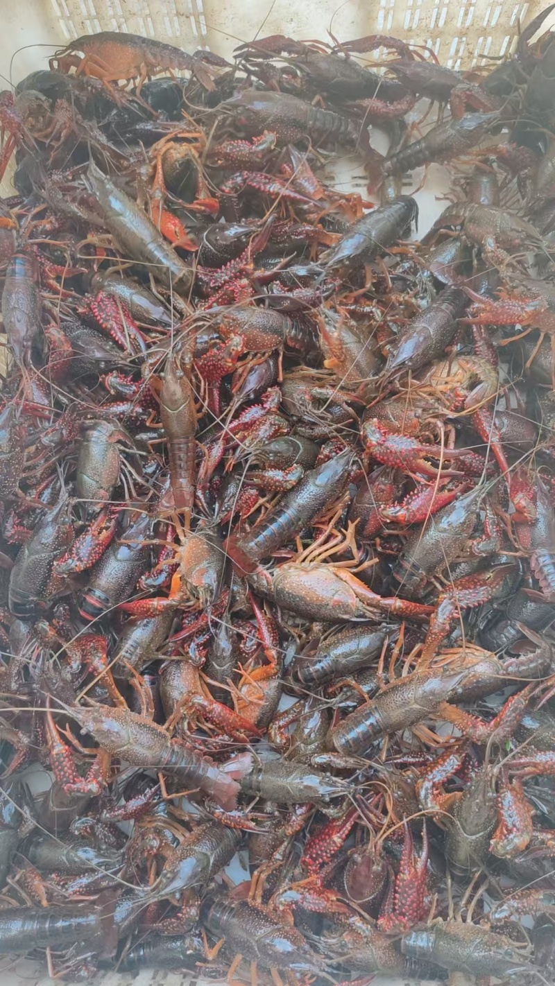 小龙虾