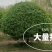 卫矛球1.5-3米/价50元起】