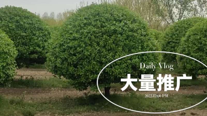 卫矛球1.5-3米/价50元起】