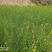 油菜籽