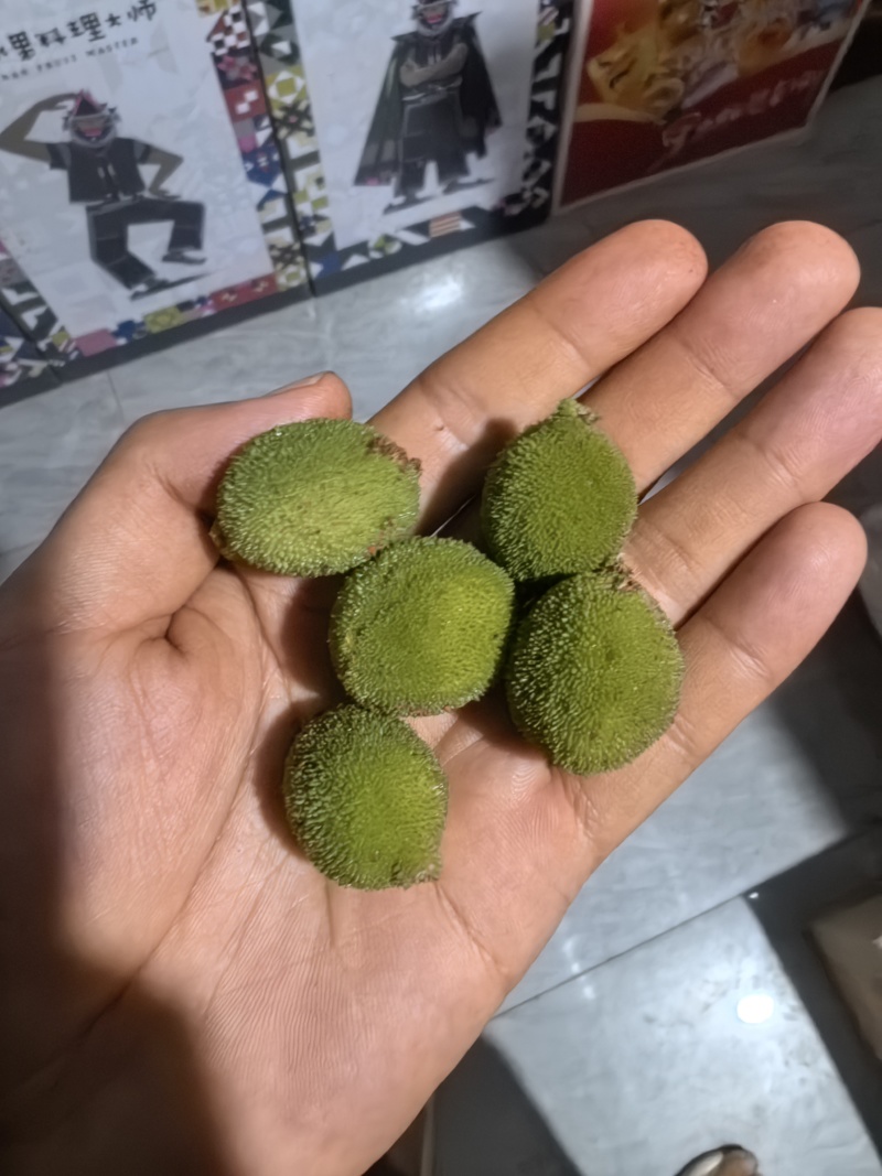 自种青杨梅新鲜果现摘泡酒专用青果小杨梅当季超酸水果一整箱