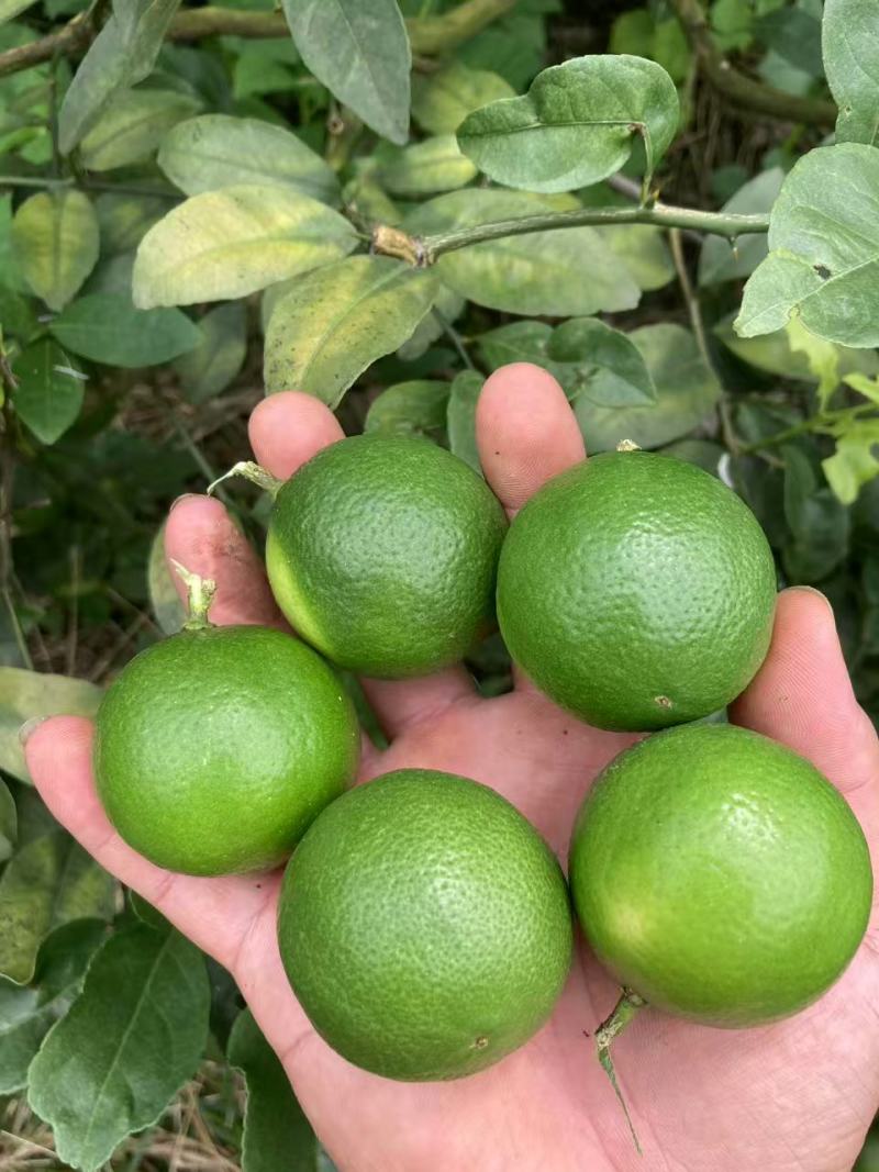 云南土柠檬，西贡柠檬，小青柠檬，有籽本地柠檬