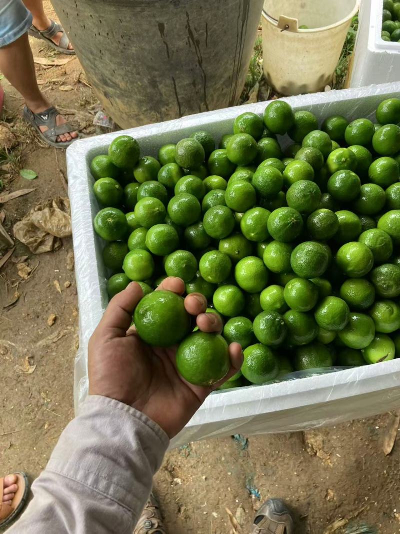云南土柠檬，西贡柠檬，小青柠檬，有籽本地柠檬