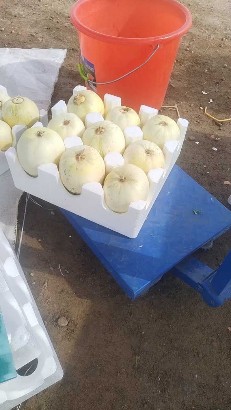 秦安白脆瓜