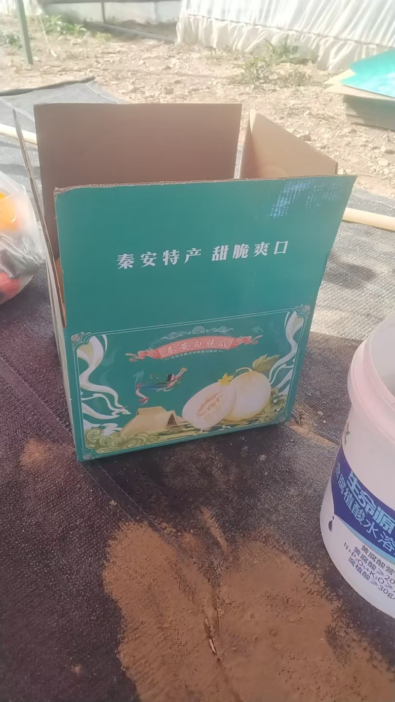 秦安白脆瓜