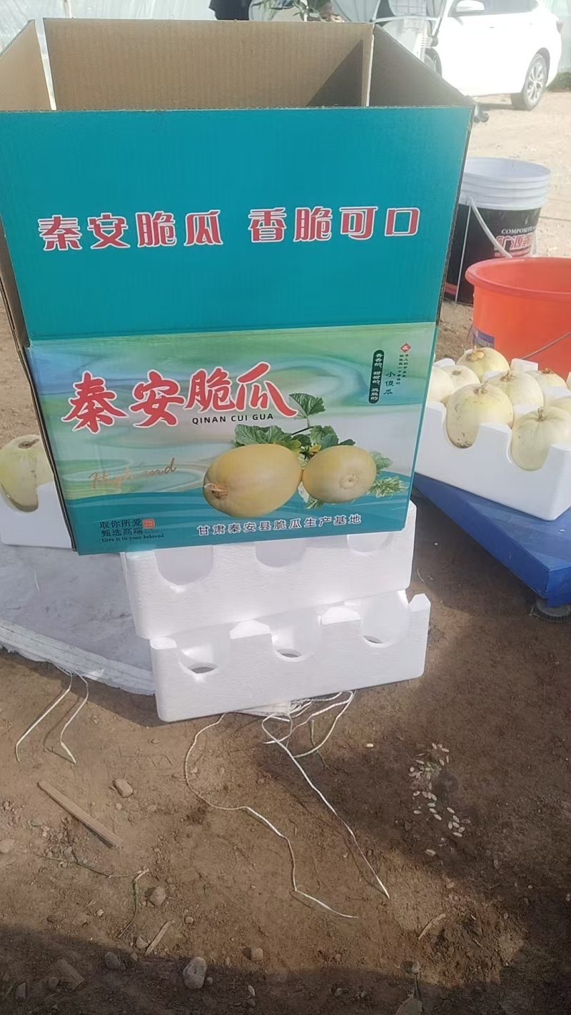 秦安白脆瓜