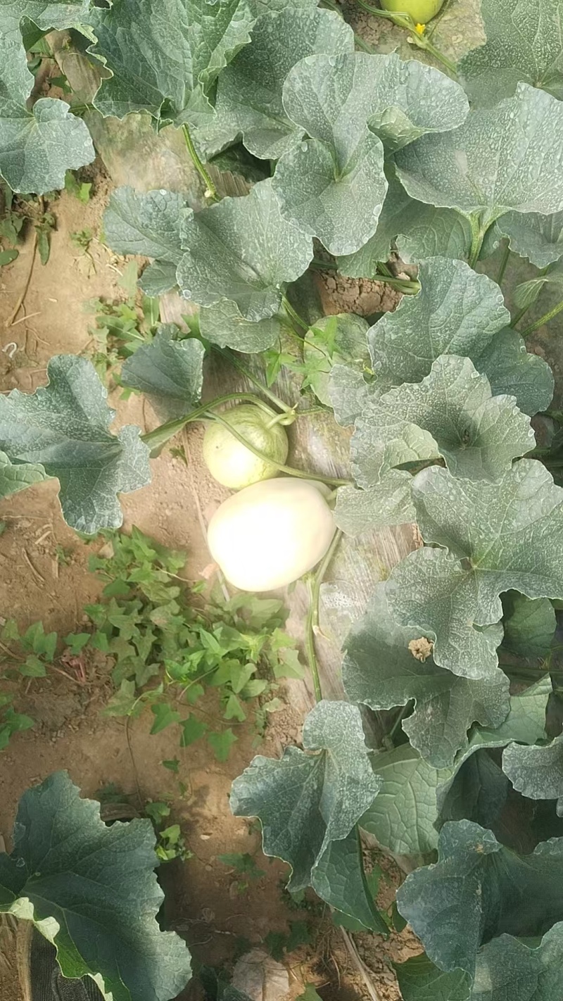 秦安白脆瓜