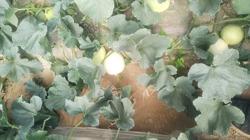 秦安白脆瓜