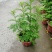 230#端午艾草7元一箱20盆，可以剪掉，当挂件，