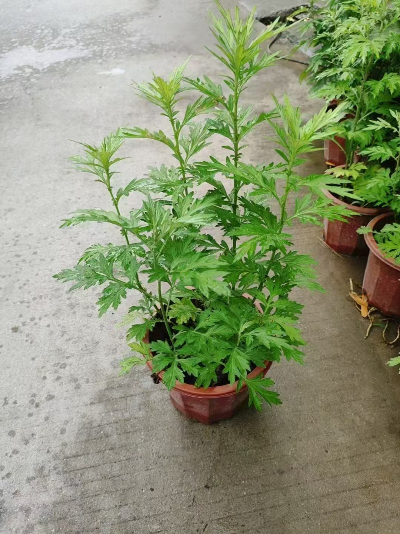 230#端午艾草7元一箱20盆，可以剪掉，当挂件，