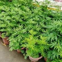 230#端午艾草7元一箱20盆，可以剪掉，当挂件，