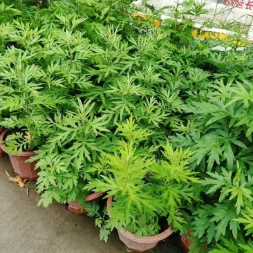 230#端午艾草7元一箱20盆，可以剪掉，当挂件，