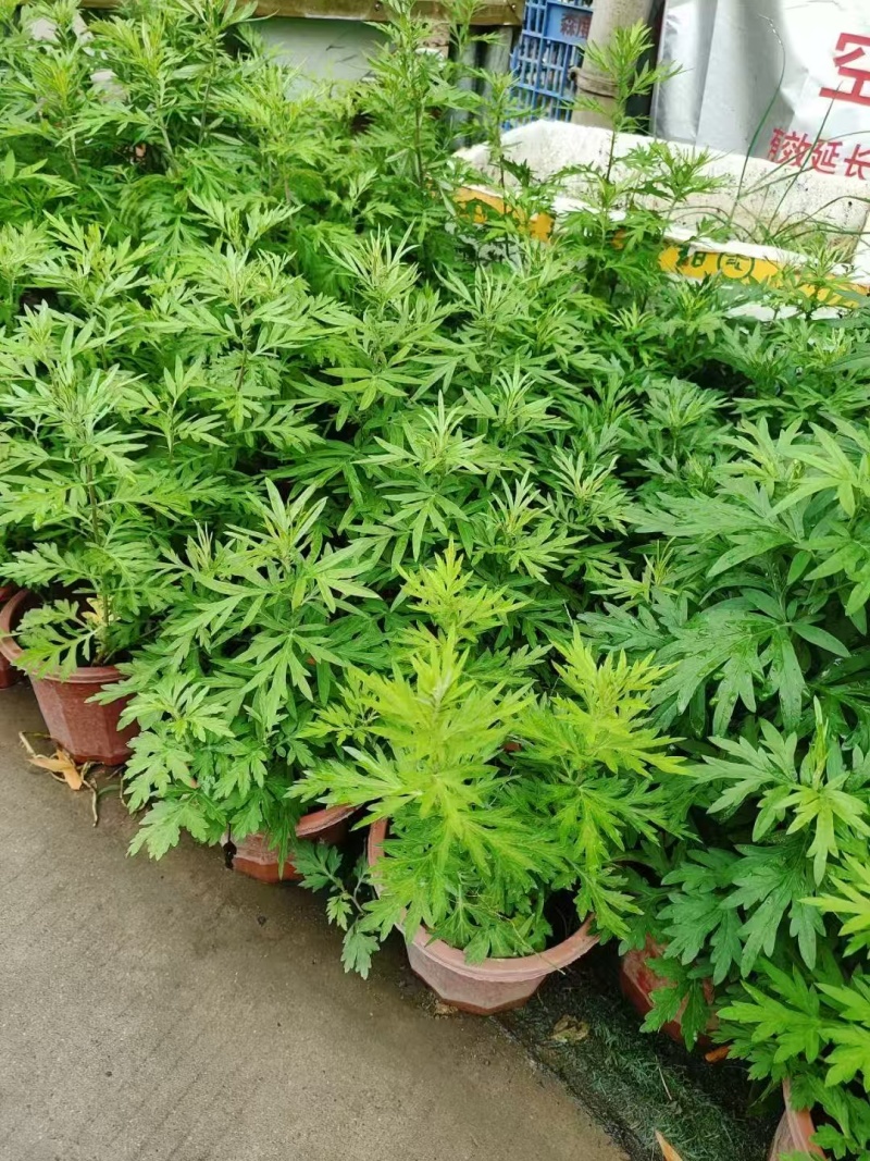 230#端午艾草7元一箱20盆，可以剪掉，当挂件，