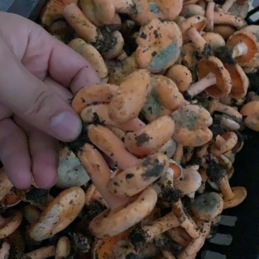 重庆谷熟菌