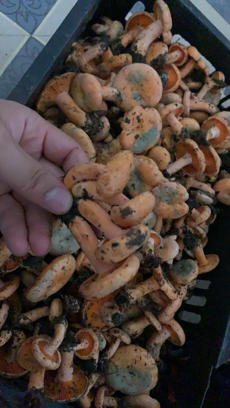重庆谷熟菌