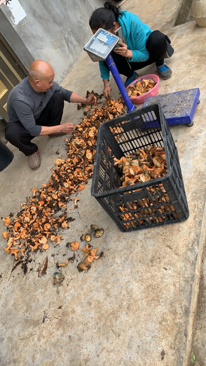 重庆谷熟菌
