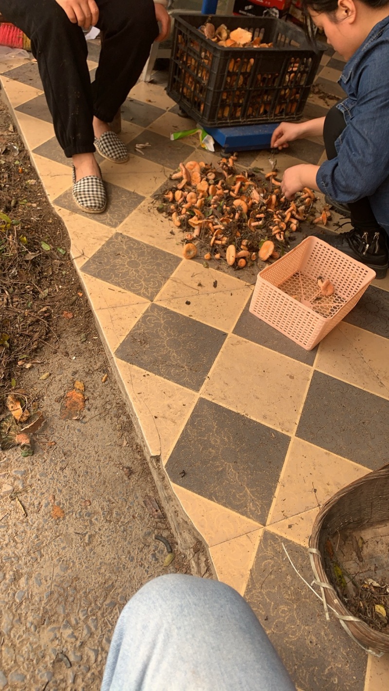 重庆谷熟菌