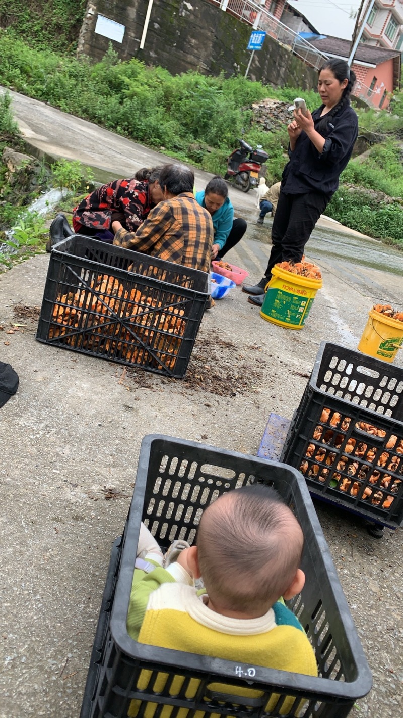 重庆谷熟菌