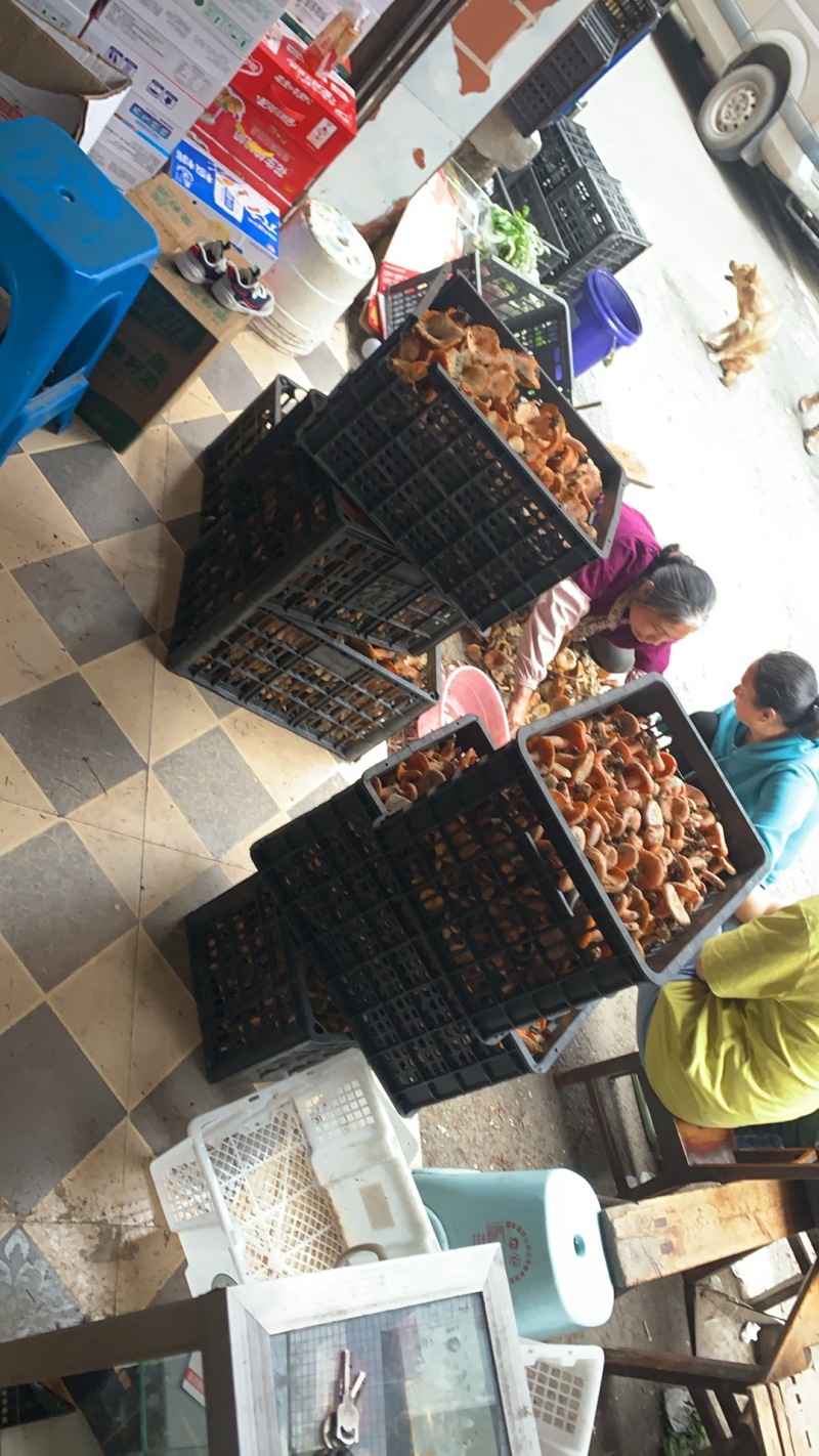 重庆谷熟菌