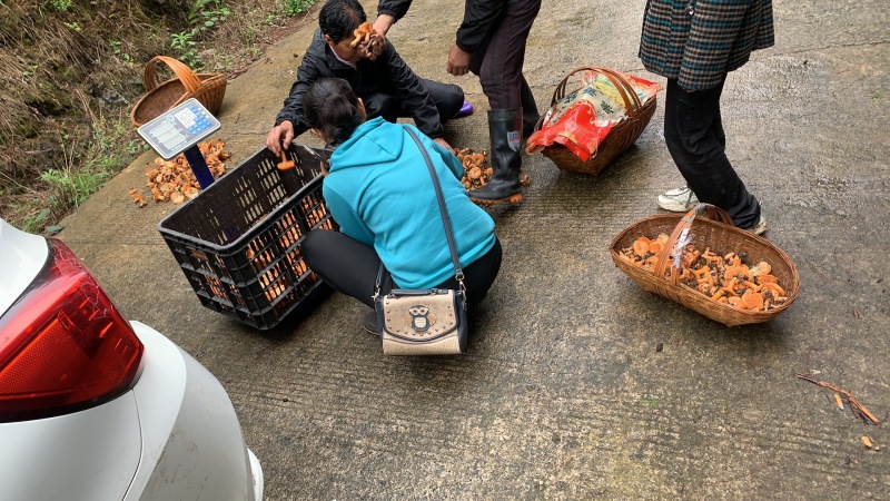 重庆谷熟菌