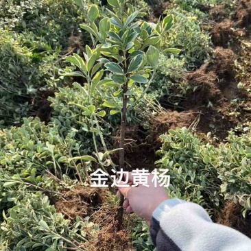 小叶黄杨