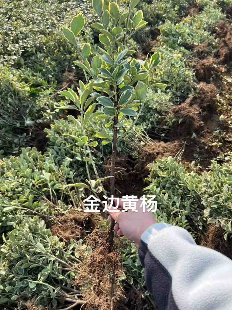 小叶黄杨