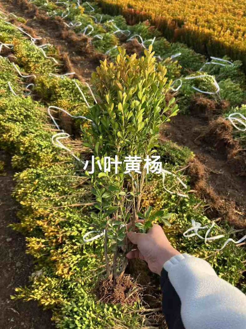 小叶黄杨