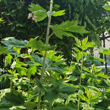 新鲜艾草