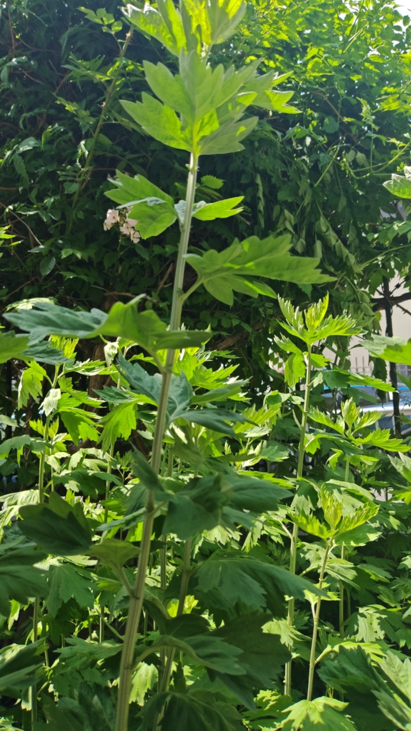 新鲜艾草