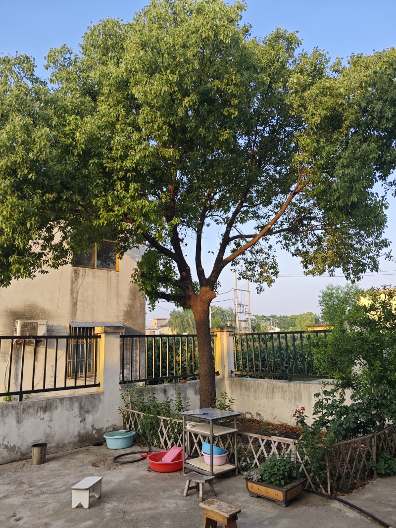 香樟树