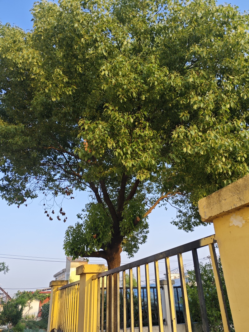 香樟树