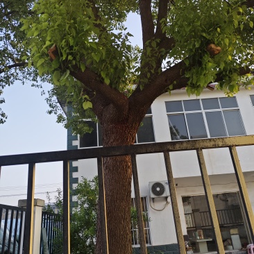 香樟树
