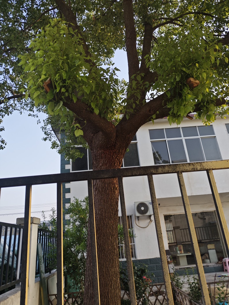 香樟树