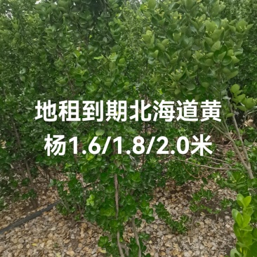 北海道黄杨基地