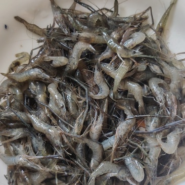 活米虾