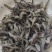 活米虾