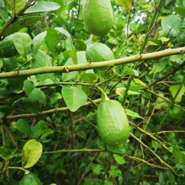 广东香水柠檬