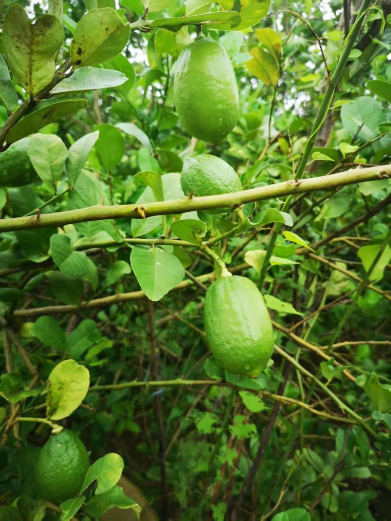 广东香水柠檬
